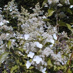 Hortnsia de panculas 'Kyushu'